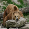 Avatar Thekingbear