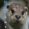 Avatar Shyshy77