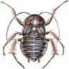 Avatar Kafarpoilu