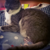 Avatar Frozecat