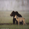 Avatar Lonebearwolf