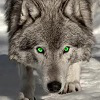 Avatar Fenrirwolf