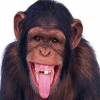 Avatar Belga38