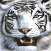 Avatar Darktiger