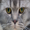Avatar Niz
