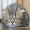 Avatar Nekotaida