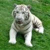 Avatar Eniwilan