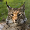 Avatar Lynx25