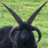 Avatar Drakahok