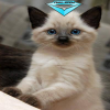 Avatar Finaljerem