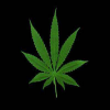 Avatar Weedbizarre