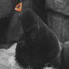 Avatar Baronkwa