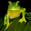 Avatar Electreez