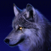 Avatar Sccor