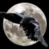 Avatar Eternalcrow