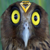 Avatar Hibou246