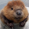 Avatar SneakyBeaver