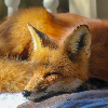 Avatar Foxpain