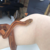 Avatar Glulbaille