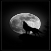 Avatar LonerBlackWolf