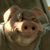 Avatar Forporc